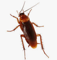 Cucaracha