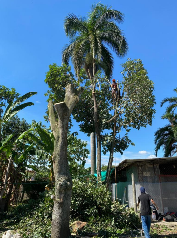 Tala controlada de árboles